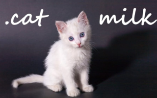 《小奶猫 .cat Milk》Switch英文版NSP下载