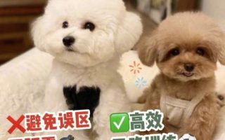 养狗训狗专业教程合集-超全面