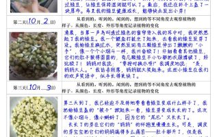 四上语文习作三：培育绿豆芽观察日记2《写观察日记》4页